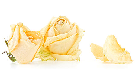 White faded roses and petals isolated on a white backgroundの写真素材