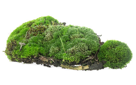 Closeup of green forest moss isolated on a white background. Green moss with grass.の写真素材