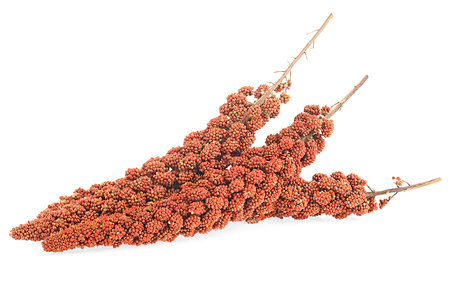 Red millet twigs isolated on a white background. Italian millet. Healthy food for diabetes persons.の写真素材