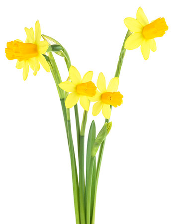 Spring flowers - bouquet of yellow narcissus flowers isolated on a white background.の写真素材