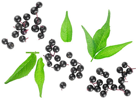 Fresh berries of Sambucus and green leaves isolated on a white background, top view. European black elderberry.の写真素材