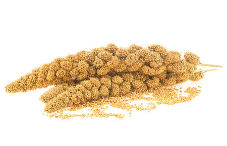 Twigs of Senegal millet and grains of millet isolated on a white backgroundの写真素材