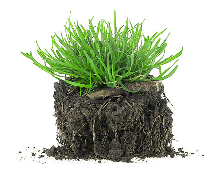 Green meadow grass with roots in black soil isolated on a white backgroundの写真素材