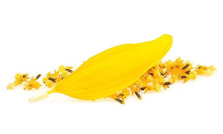 Yellow sunflower petal and young seeds of sunflower isolated on a white backgroundの写真素材