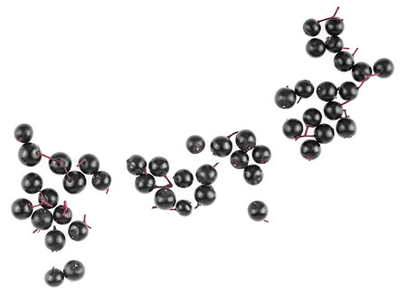 Fresh berries of Sambucus isolated on a white background, top view. European black elderberry.の写真素材