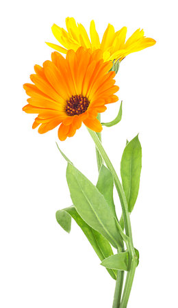 Calendula - two marigold flowers isolated on a white background. Medicinal plant.の写真素材
