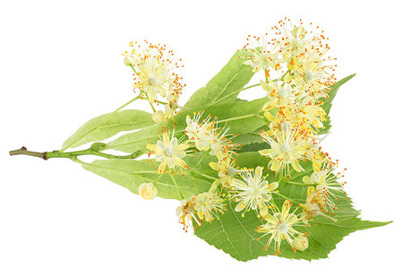 Fresh flowers and leaves of linden isolated on a white backgroundの写真素材