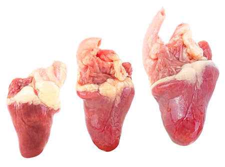 Raw chicken hearts isolated on a white background. Cooking ingredients.の写真素材