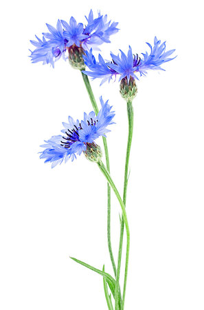 Centaurea - Wildflower of blue cornflower isolated on a white background. Bachelor button flower bouquet.の写真素材