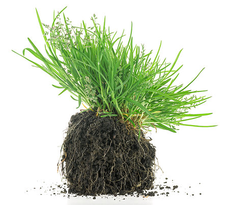 Gardening concept - young green grass in black soil isolated on a white background.の写真素材