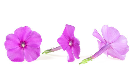 Blossoming pink phlox flowers isolated on a white backgroundの写真素材