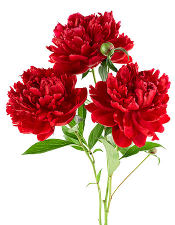 Bouquet of blooming red peonies isolated on a white backgroundの写真素材