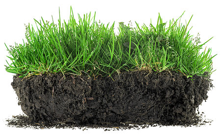 Green meadow grass with roots in black soil isolated on a white backgroundの写真素材