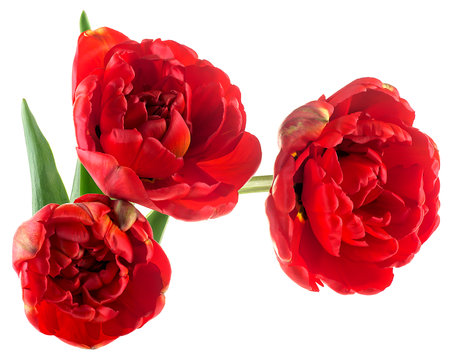 Bouquet of beautiful red tulips isolated on a white background. Spring flowers.の写真素材