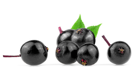 Young berries of elder with leaves isolated on a white background. European black elderberry fruit.の写真素材