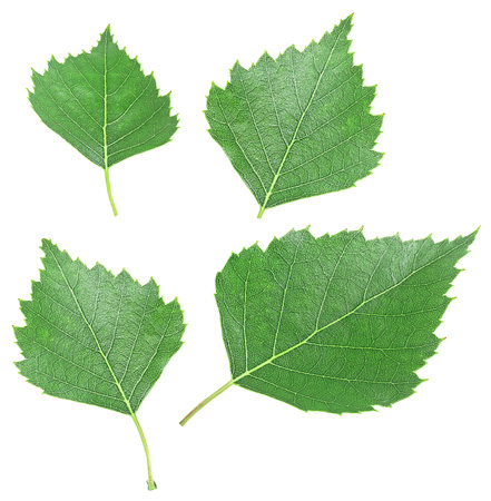 Green birch leaves isolated on a white background, top view. Set of birch leaves.の写真素材