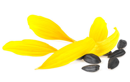 Yellow sunflower petals and seeds of sunflower isolated on a white backgroundの写真素材