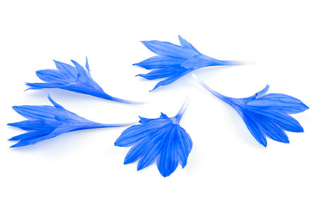 Blue cornflower petals isolated on a white background. Bachelor button flower petals. Floral set.の写真素材