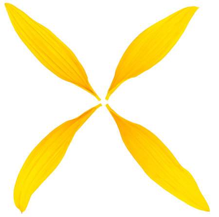 Top view of fresh sunflower petals isolated on a white backgroundの写真素材
