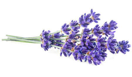 Lavender flowers isolated on a white backgroundの写真素材