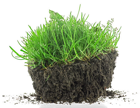 Young green grass in black soil isolated on a white backgroundの写真素材