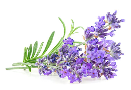 Lavender flowers with green leaves isolated on a white backgroundの写真素材