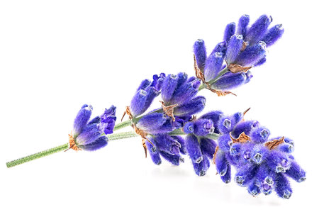 Sprigs of lavender flowers isolated on a white backgroundの写真素材