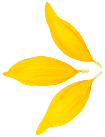 Fresh yellow petals of sunflower isolated on a white background, view from above.の写真素材