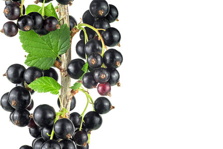Ripe black currant on branch isolated on a white background. Blackcurrant on the branch.の写真素材