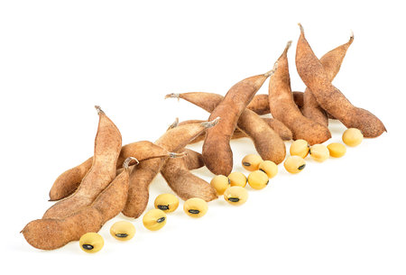 Healthy vegetable food - Soybeans and soy pods isolated on a white background. Protein plant for health food.の写真素材