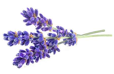 Sprigs of lavender flowers isolated on a white backgroundの写真素材