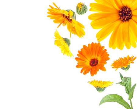Frame of flowers and leaves of Calendula on a white background with space for text, top view. English marigold.の写真素材