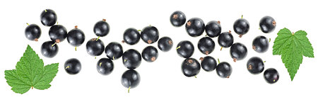 Black currant berries with leaves isolated on a white background, top view.の写真素材
