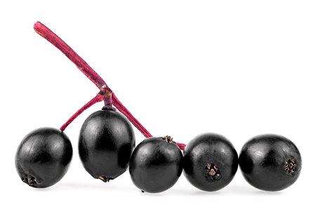 Twig of Elderberry or Elder isolated on a white background. Sambucus berries.の写真素材