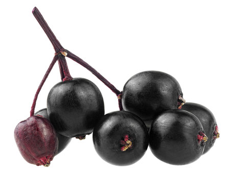 Black elderberry fresh fruit on branch isolated on a white background. Sambucus. Healthy food.の写真素材