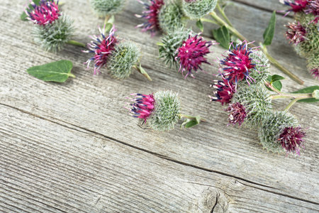 Burdock flowers and green leaves of burdock on rustic wooden desk. Prickly heads of burdock flowers. Treatment plant.の写真素材