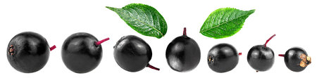 Forest berries of elder and green leaves isolated on a white background. Elderberry or Sambucus.の写真素材
