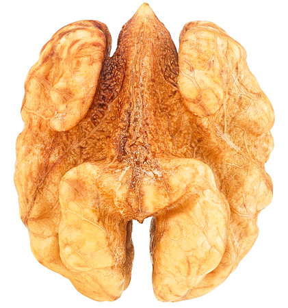 Single walnut seed isolated on a white background, macro.の写真素材