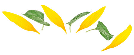 Yellow sunflower petals and green leaves of sunflower isolated on a white backgroundの写真素材