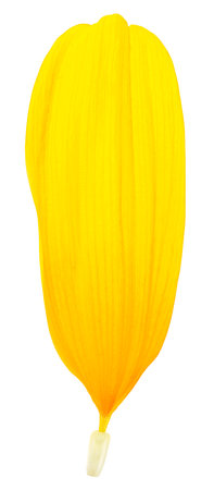 Single yellow petal of sunflower isolated on a white background, top view.の写真素材