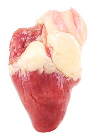 Raw fresh chicken heart isolated on a white background. Fresh meat chicken offals.の写真素材