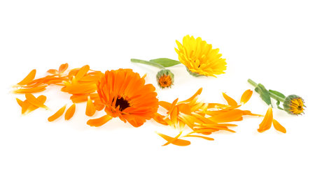 Calendula flowers with buds and petals isolated on white background. Marigold flowers.の写真素材