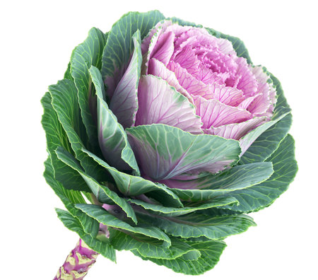 Brassica decorative cabbage isolated on a white background. Purple Brassica flower. Ornamental kale.の写真素材