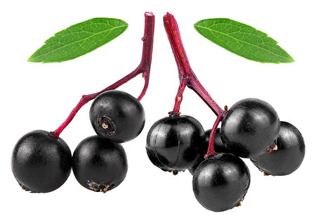 Black elderberry small twigs and green leaves isolated on a white background, healing berries. European elderberry fruit.の写真素材