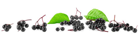 Fresh Sambucus berries - ripe black elderberries with green leaves isolated on a white background.