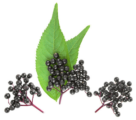Sambucus - Branches of elderberries with green leaves isolated on a white background, top view. European black elderberry.の写真素材