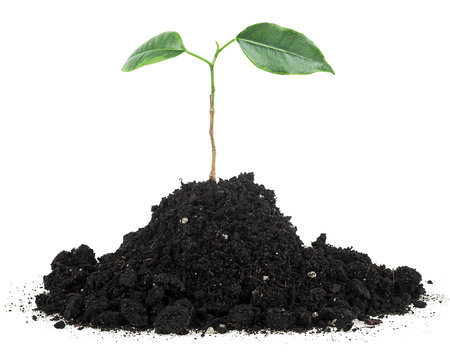Heap dirt with green plant sprout isolated on a white background. Small green sprout grow from seed.の写真素材