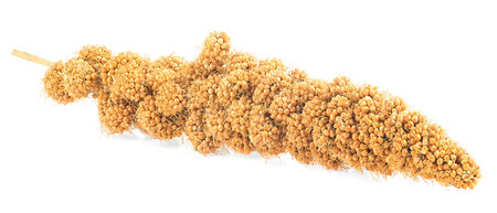 Senegal millet twig isolated on a white backgroundの写真素材