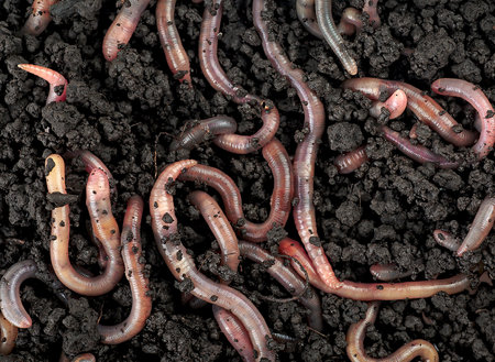 Top view of earthworms in black soil as background. Garden compost and worms.の写真素材