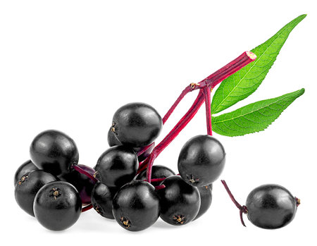 Wild elderberry on red twig with green leaves isolated on a white background. Fresh branch of Sambucus. Healing berries.の写真素材